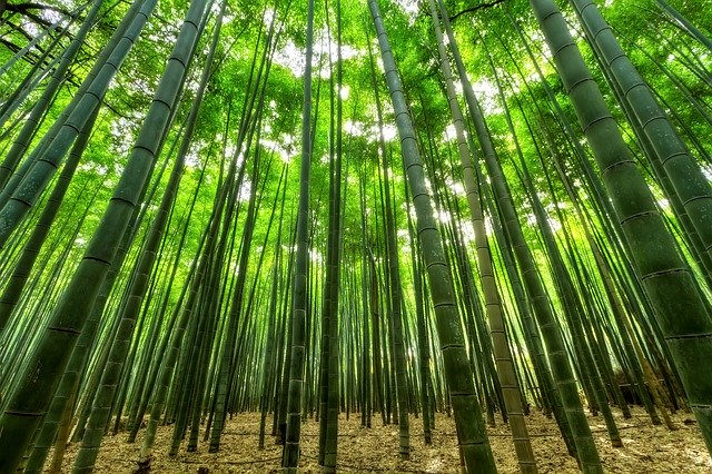 bambus, džungle