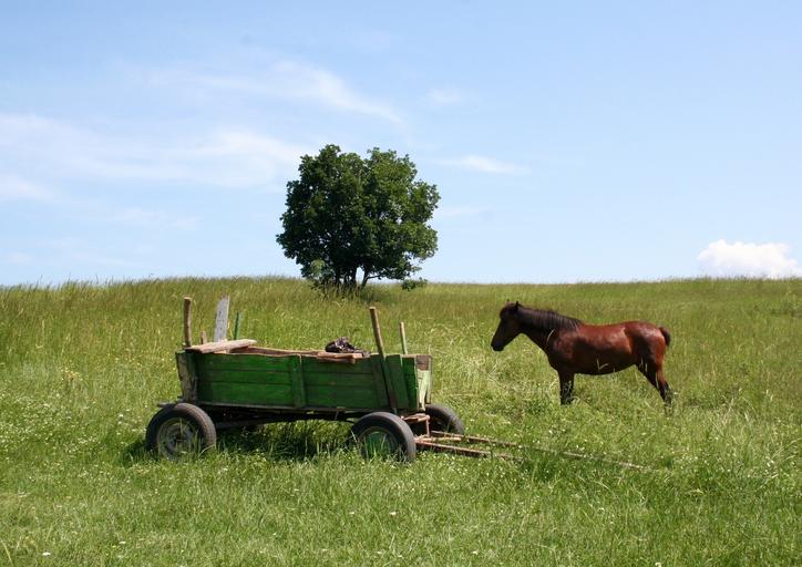 vozík a kůň na poli